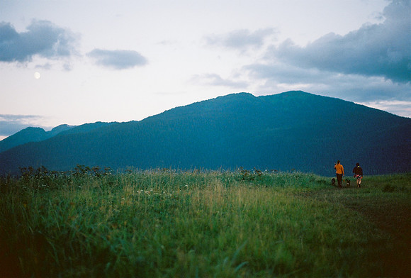 Dog Walk