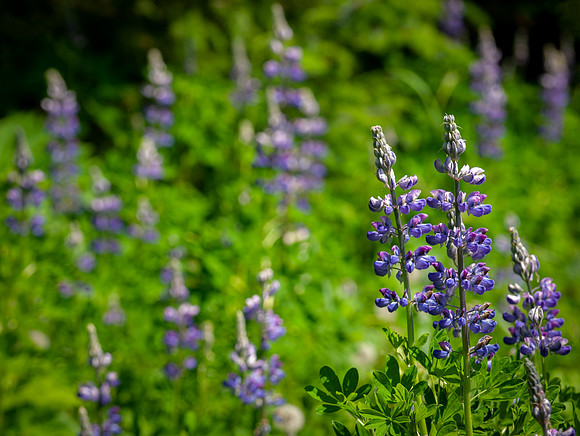 Lupine
